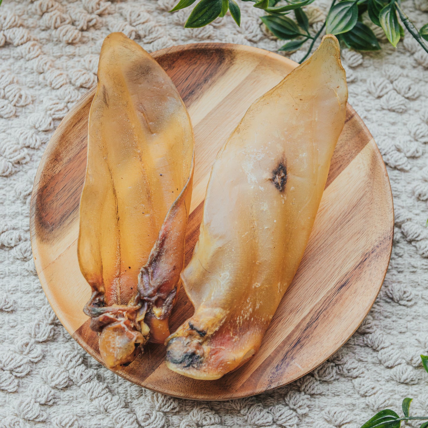 'The Mighty Chewffalo' XL Buffalo Ear | Plain