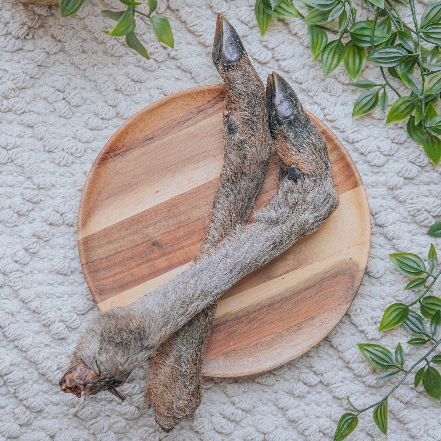 'A Deer-licious Leg' Venison Leg | Hairy