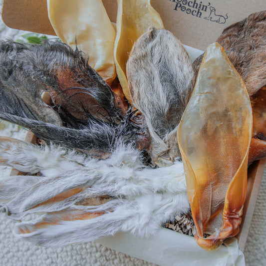 "I'm All Ears!" | Pooch Pack