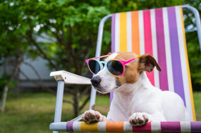 Hot Dog Summer - Here’s How to Keep Your Pup Cool When Temps Rise!