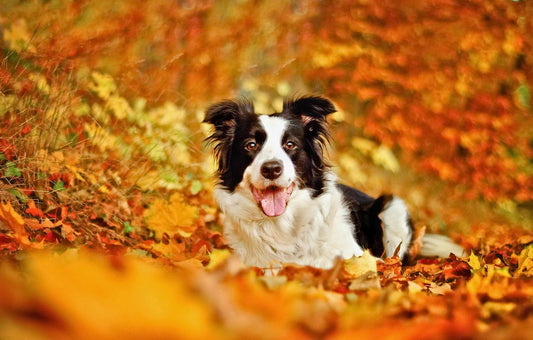 Autumn Paws: Health Tips For Your Dog As The Season Starts To Change!