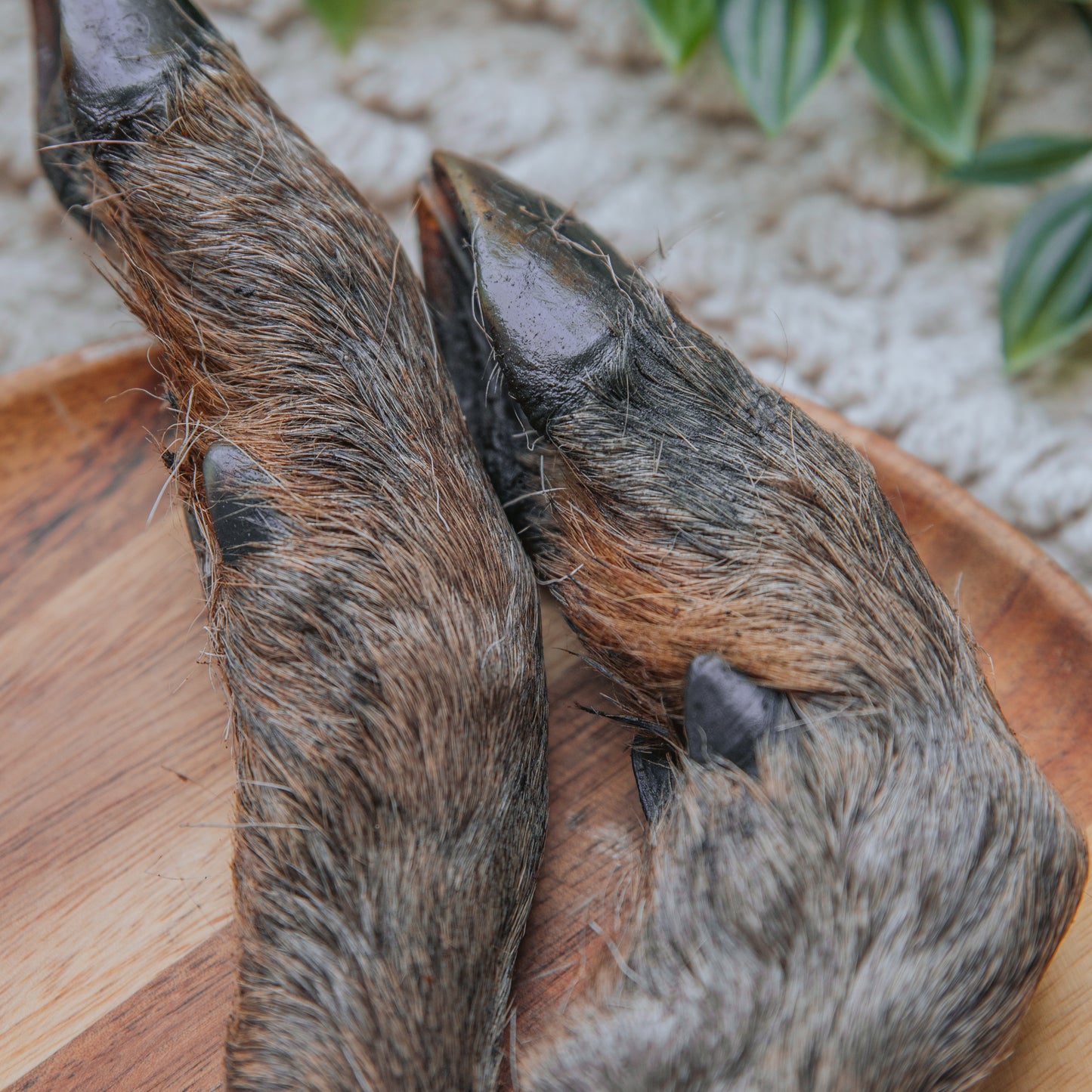 'A Deer-licious Leg' Venison Leg | Hairy