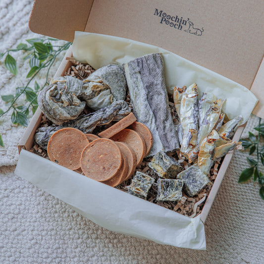 Catch Of The Day | Pooch Pack