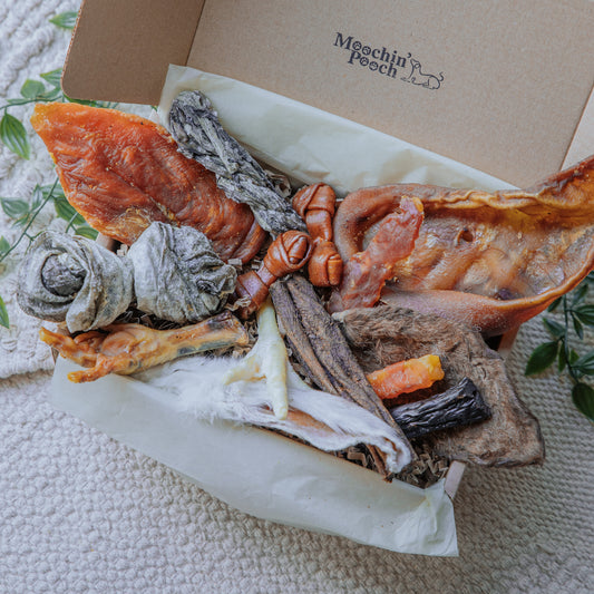 Taster | Pooch Pack