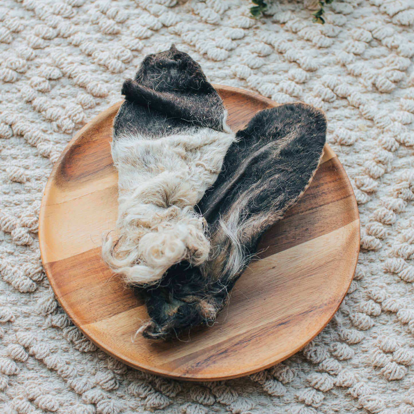 Hairy Lamb Ear