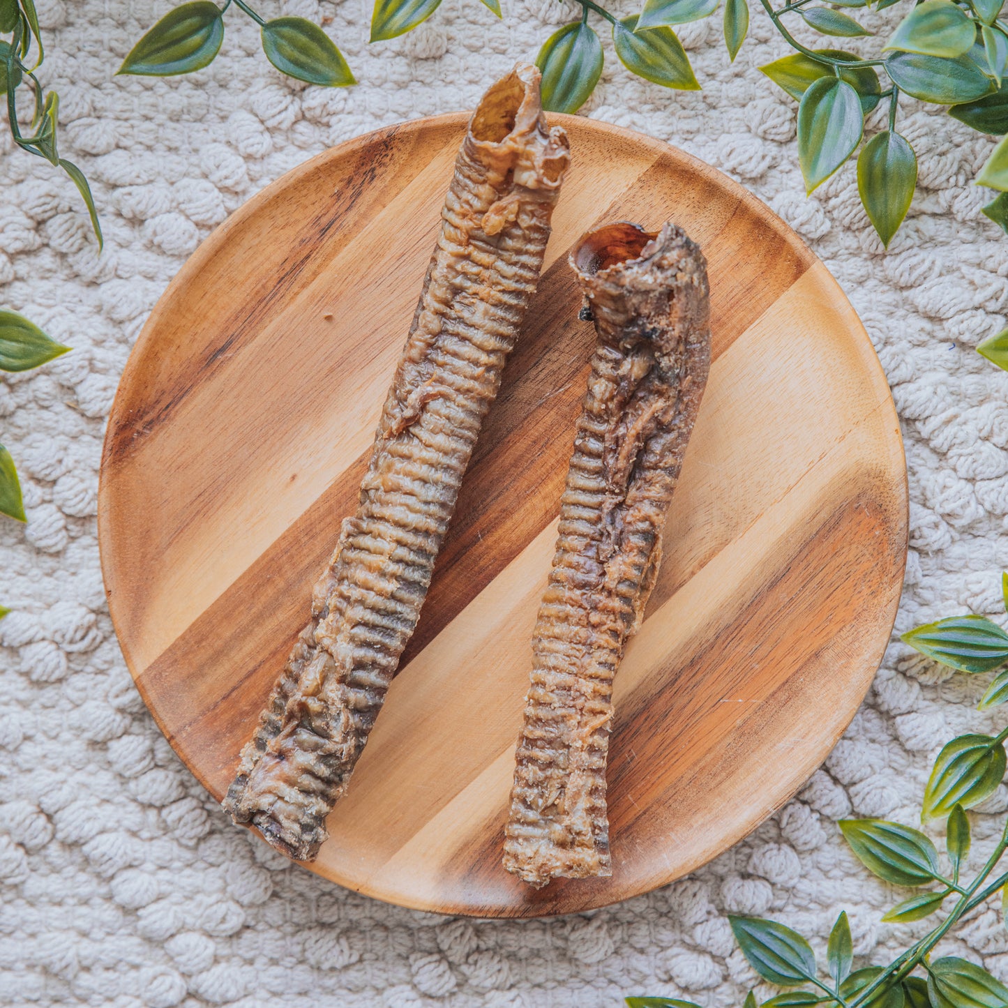 Lamb Trachea
