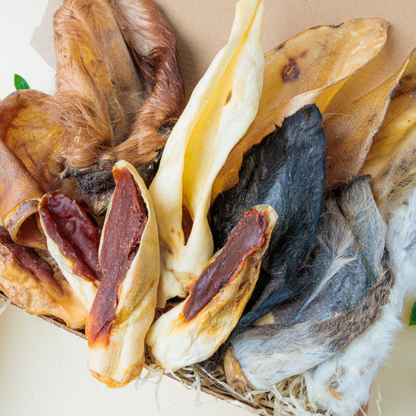 "I'm All Ears!" | Pooch Pack