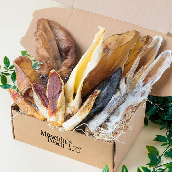 "I'm All Ears!" | Pooch Pack