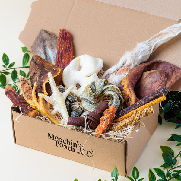 'A Bit Of Everything' | Pooch Pack