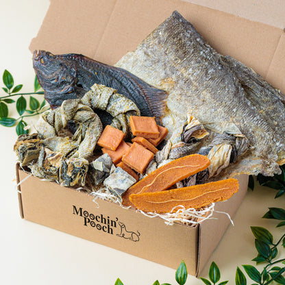 Catch Of The Day | Pooch Pack