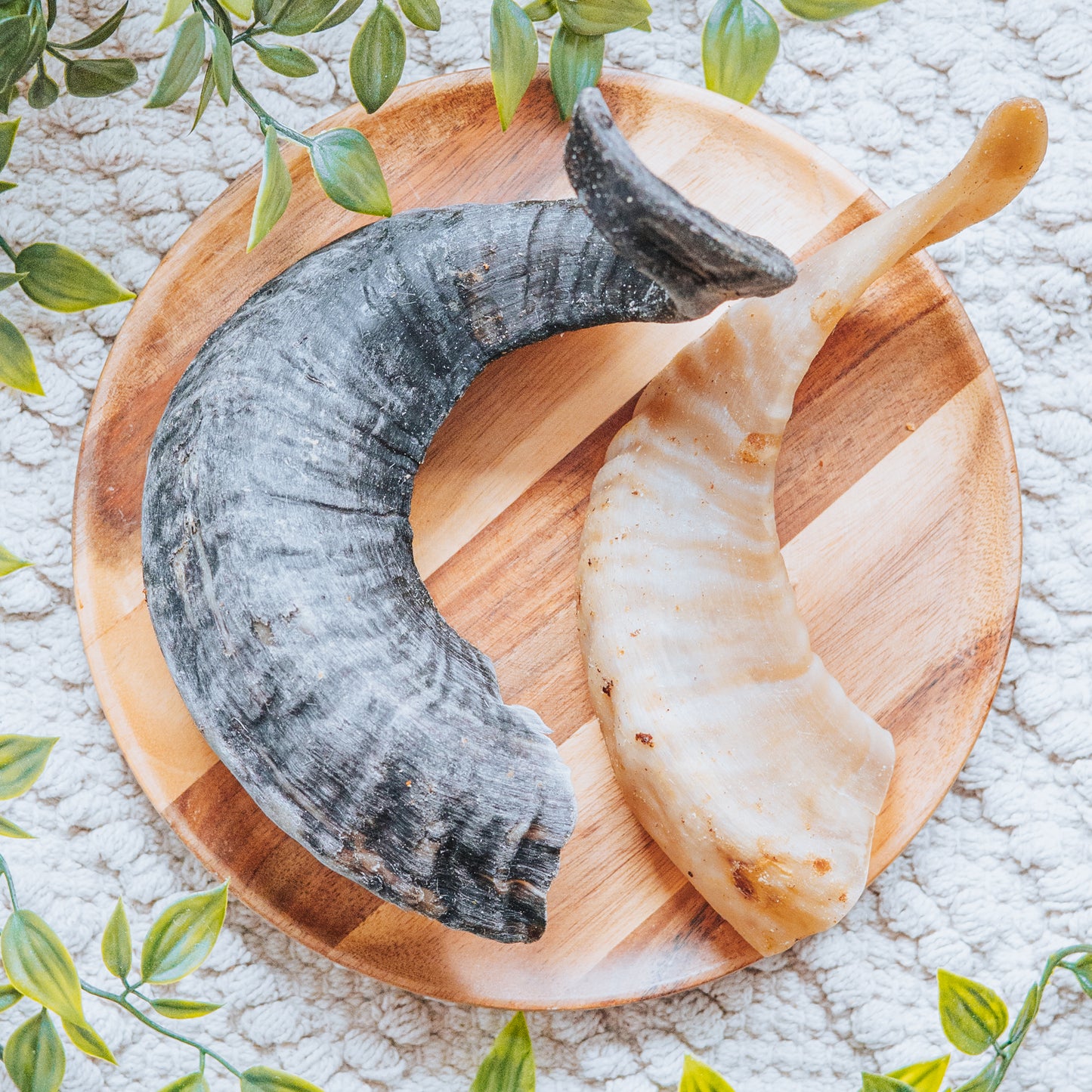 Lamb Horn