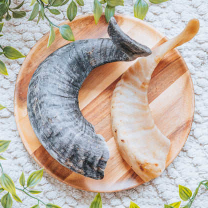 Lamb Horn