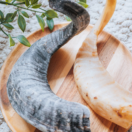 Lamb Horn