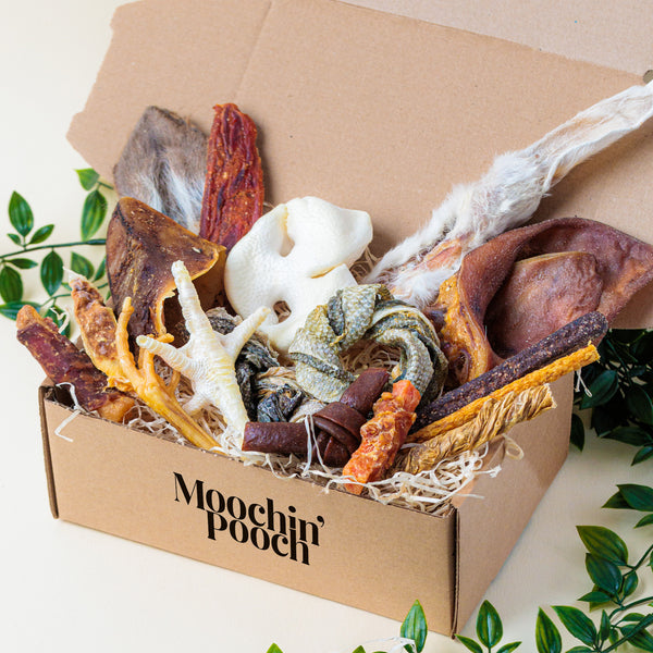 'A Bit Of Everything' | Pooch Pack