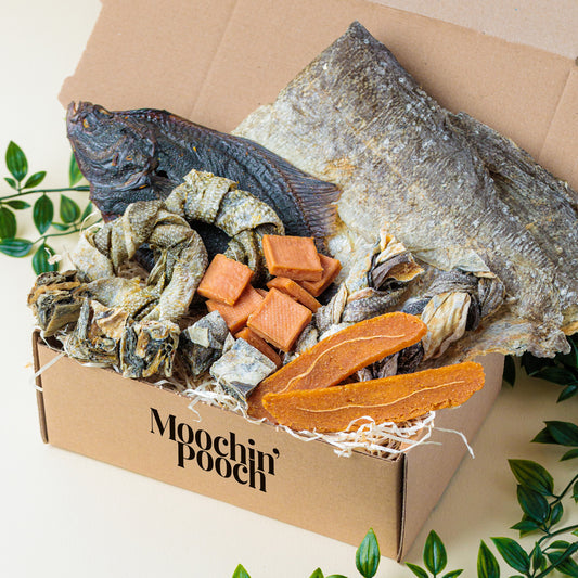 Catch Of The Day | Pooch Pack