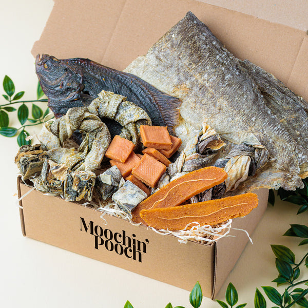 Catch Of The Day | Pooch Pack