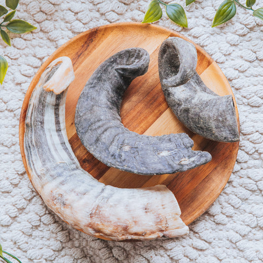 Lamb Horn | Various Sizes