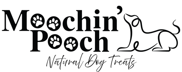 Moochin' Pooch